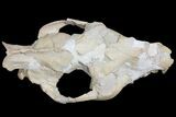 Oreodont (Merycoidodon) Partial Skull - Wyoming #123198-2
